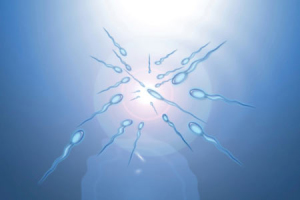 spermatozoi_cellule