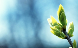 green-blue-nature-spring-plants-macro-depth-of-field-buds-2560x1600-wallpaper_www-wallpaperhi-com_39
