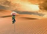il fiore nel deserto