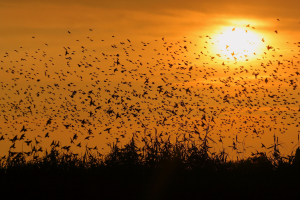 Stormo-di-uccelli-al-tramonto