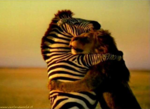 amicizia-leone-zebra