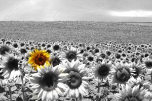 10083017-girasole-campo-tutte-in-bianco-e-nero-ad-eccezione-di-un-unico-fiore-archivio-fotografico