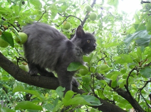 gatto-su-un-albero,-malus,-rami,-foglie,-gatto-nero-144856