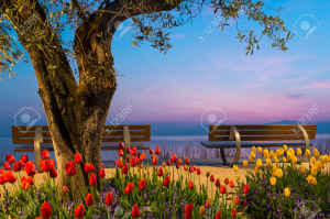 tree with tulip flowers and two seat benches before lake at sunset