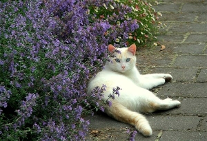 catmint-cat-white