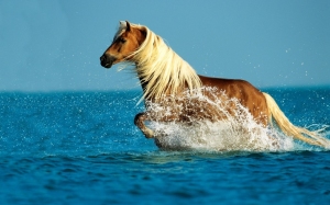 Horse-in-the-sea-1024x640